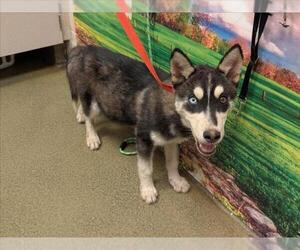Siberian Husky Dogs for adoption in Moreno Valley, CA, USA