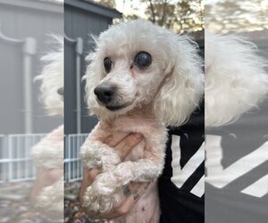 Poodle (Toy) Dogs for adoption in Jackson Township, NJ, USA