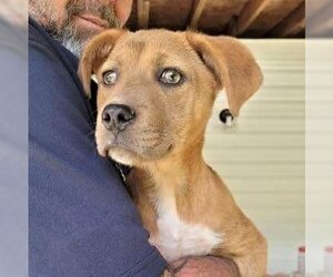 Mutt Dogs for adoption in MECHANICSBURG, PA, USA