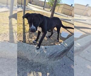Border Collie-Unknown Mix Dogs for adoption in San Antonio, TX, USA