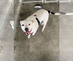 American Bulldog Dogs for adoption in Pryor, OK, USA