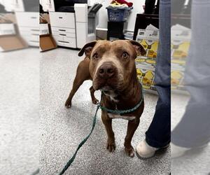 American Pit Bull Terrier-Unknown Mix Dogs for adoption in Pasadena, TX, USA