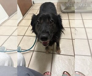 Labrador Retriever Dogs for adoption in Holly Springs, NC, USA