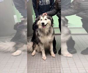 Alaskan Malamute Dogs for adoption in Oak Bluffs, MA, USA