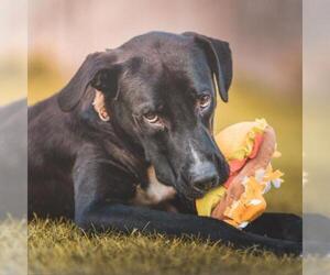 Border Collie Dogs for adoption in Overland Park, KS, USA