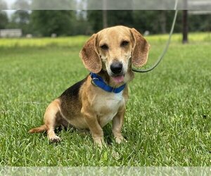 Basset Hound-Unknown Mix Dogs for adoption in Houston, TX, USA