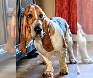 Basset Hound Dogs for adoption in Baileyton, AL, USA
