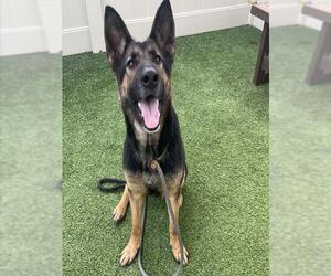 German Shepherd Dog Dogs for adoption in Camarillo, CA, USA