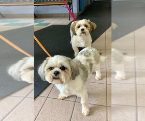 Shih Tzu Dogs for adoption in Winder, GA, USA