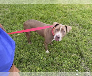 American Staffordshire Terrier-Unknown Mix Dogs for adoption in Oakhurst, NJ, USA