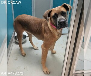 Staffordshire Bull Terrier Dogs for adoption in Oklahoma City, OK, USA