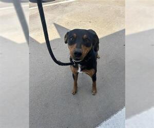 Labrador Retriever-Unknown Mix Dogs for adoption in Houston, TX, USA