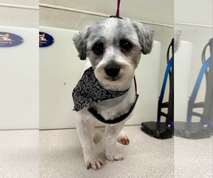 Havanese Dogs for adoption in Sioux Falls, SD, USA