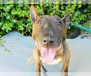Bull Terrier Dogs for adoption in Santa Rosa, CA, USA
