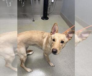 Labrador Retriever-Unknown Mix Dogs for adoption in Las Vegas, NV, USA