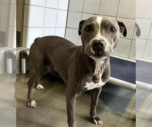 Staffordshire Bull Terrier-Unknown Mix Dogs for adoption in San Antonio, TX, USA