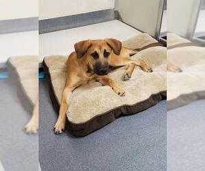 Shepradors Dogs for adoption in Glen Allen, VA, USA