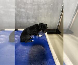 Chihuahua Dogs for adoption in Bakersfield, CA, USA