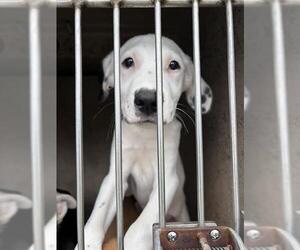 Dalmatian-Unknown Mix Dogs for adoption in Oklahoma City, OK, USA