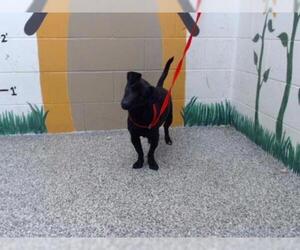 Dachshund Dogs for adoption in San Bernardino, CA, USA