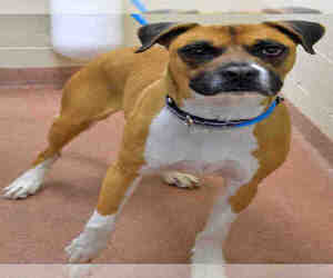 Boxer Dogs for adoption in Ogden, UT, USA