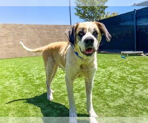 Boxer-Saint Bernard Mix Dogs for adoption in Orange, CA, USA