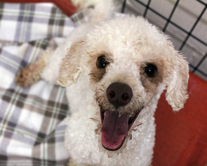 Poodle (Toy) Dogs for adoption in Waco, TX, USA