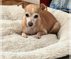 Jack Chi Dogs for adoption in Princeton, MN, USA