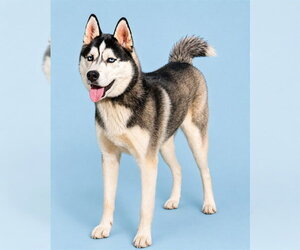 Siberian Husky Dogs for adoption in Westminster, MD, USA