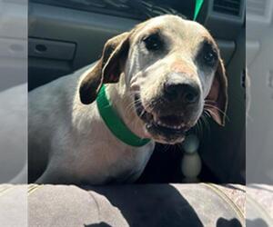 German Shorthaired Pointer Dogs for adoption in Texas City, TX, USA