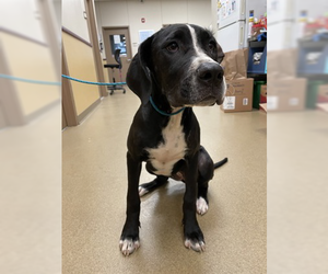 Great Dane-Unknown Mix Dogs for adoption in Woodbury, NY, USA