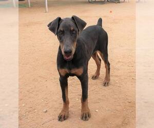 Doberman Pinscher Dogs for adoption in Apple Valley, CA, USA