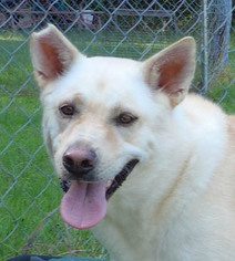 German Shepherd Dog Dogs for adoption in Point Pleasant, PA, USA