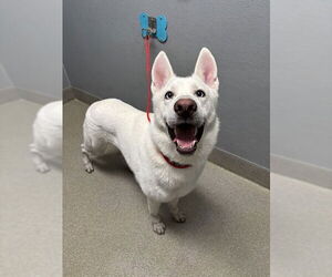 Siberian Husky-Unknown Mix Dogs for adoption in Las Vegas, NV, USA