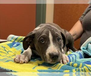 American Pit Bull Terrier Dogs for adoption in Rancho Cucamonga, CA, USA