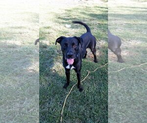 Boxador Dogs for adoption in Pipe Creek, TX, USA