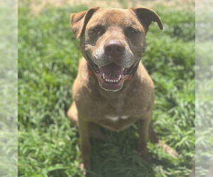 Labrador Retriever-Unknown Mix Dogs for adoption in Chico, CA, USA
