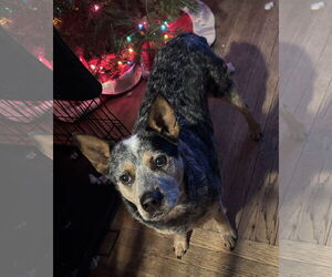 Mutt Dogs for adoption in Garden City, NY, USA