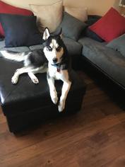 Siberian Husky Dogs for adoption in Cochran, GA, USA