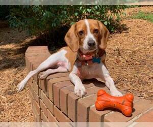 Beagle Dogs for adoption in Greenville, SC, USA