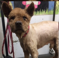 Chow Chow Dogs for adoption in Stroudsburg, PA, USA