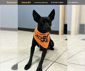 Australian Kelpie-Unknown Mix Dogs for adoption in Benton, PA, USA