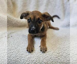 Black Mouth Cur-Unknown Mix Dogs for adoption in Rockwall, TX, USA