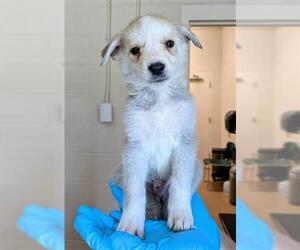 Pyrenees Husky Dogs for adoption in Frisco, CO, USA