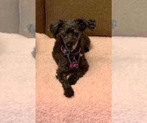 Poodle (Toy) Dogs for adoption in Greenville, SC, USA