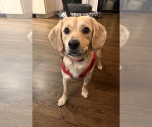 Medium Photo #2 Beagle-Unknown Mix Puppy For Sale in Arlington, VA, USA