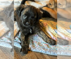 Black Mouth Cur-Dachshund Mix Dogs for adoption in Royal Palm Beach, FL, USA