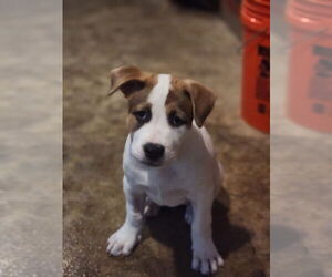 Mutt Dogs for adoption in Candler, NC, USA