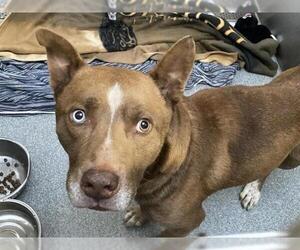 Siberian Husky-Unknown Mix Dogs for adoption in Orange, CA, USA