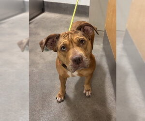 Mutt Dogs for adoption in Forestville, MD, USA